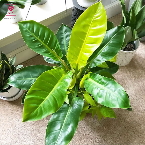 گیاه فیلودندرون نئون (Philodendron Moonlight)