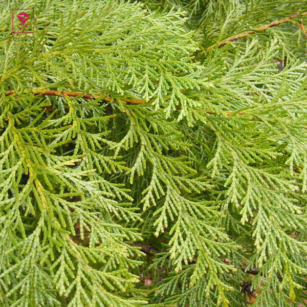 گیاه کاجِ کامیس پاریس (Chamaecyparis sp)