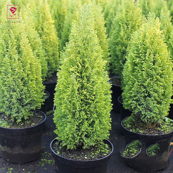 گیاه کاجِ لاوسون (Chamaecyparis lawsoniana)