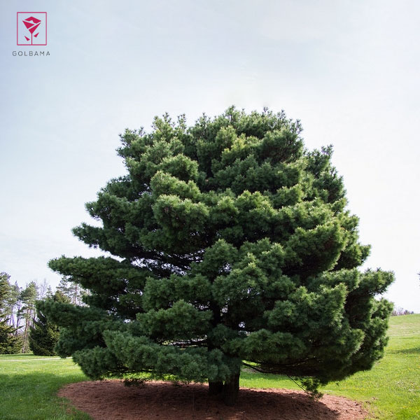 گیاه کاجِ نانا (Pinus strobus Nana)