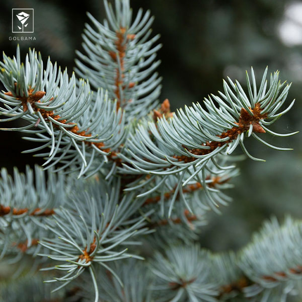 گیاه کاجِ نوئل (picea spruce)