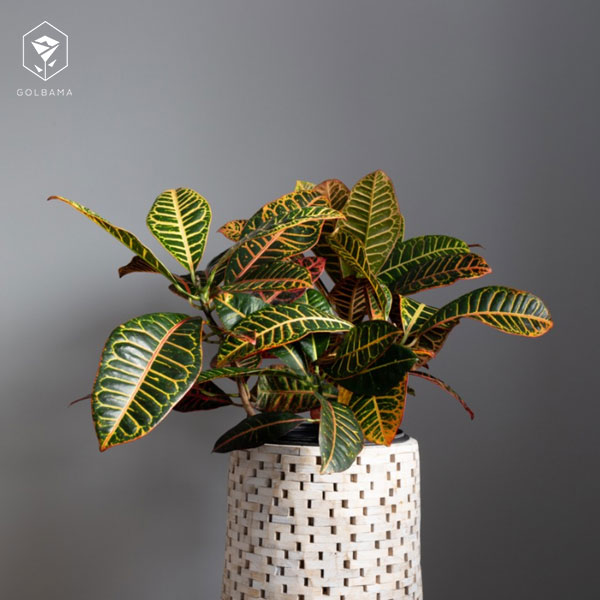 گل کروتون پنجه کلاغی