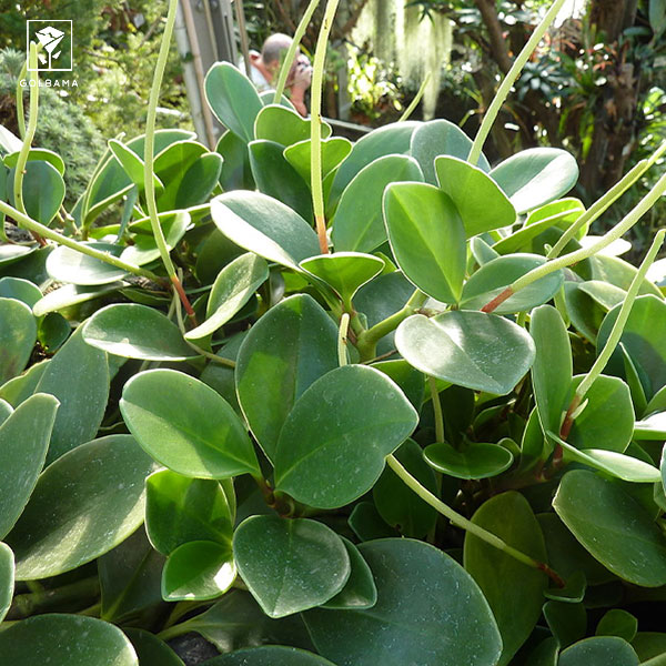 اندازه‌ی گیاه قاشقی