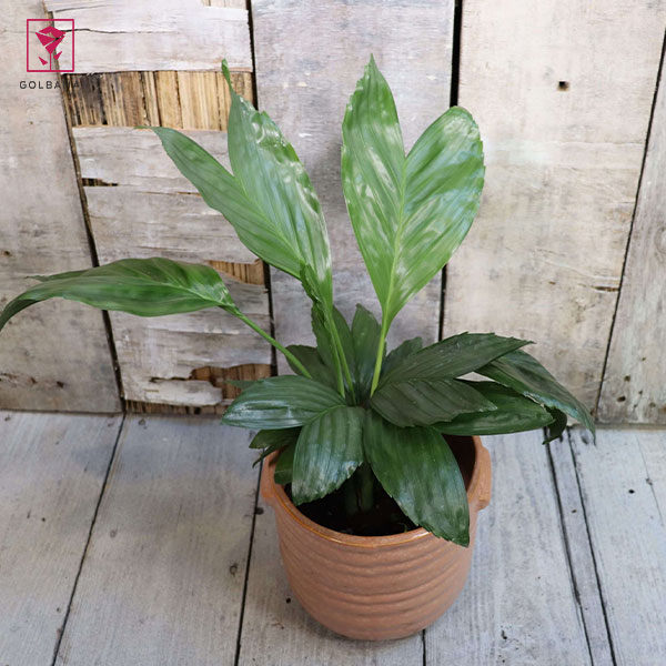 گیاه شامادورا متالیکا (Chamaedorea metallica)