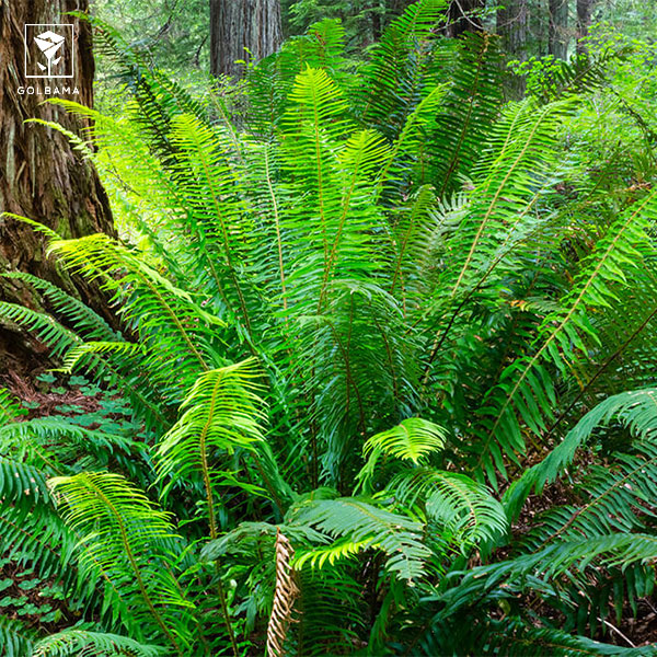 گیاه سرخس برگ شمشیری (Sword fern)