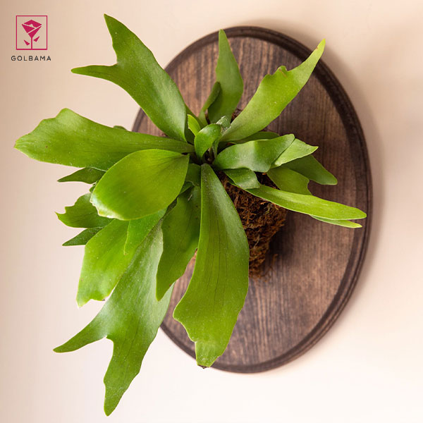 گیاه سرخس شاخ گوزنی (Staghorn Ferns)