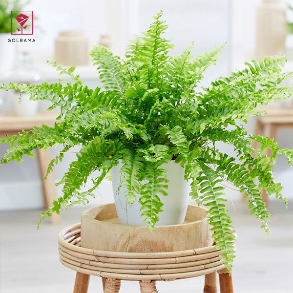 گیاه سرخسِ بوستون (Boston Ferns)