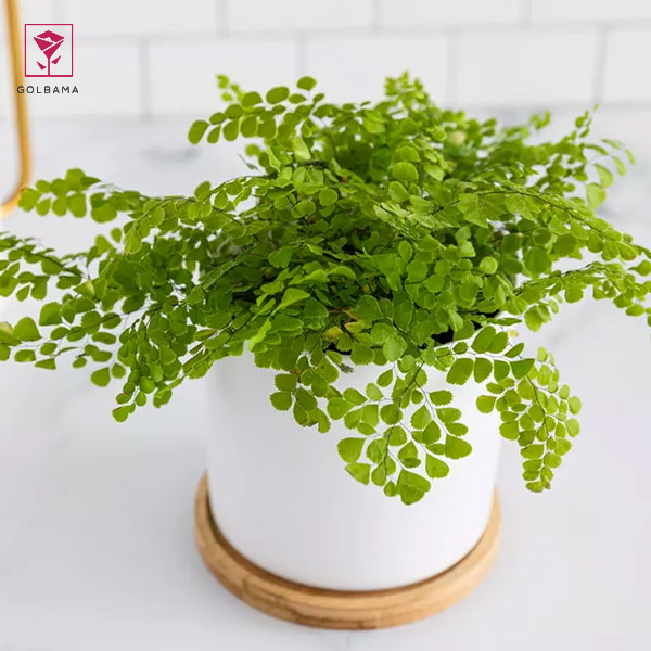 گیاه سرخسِ پرسیاوشان (Maidenhair Ferns)