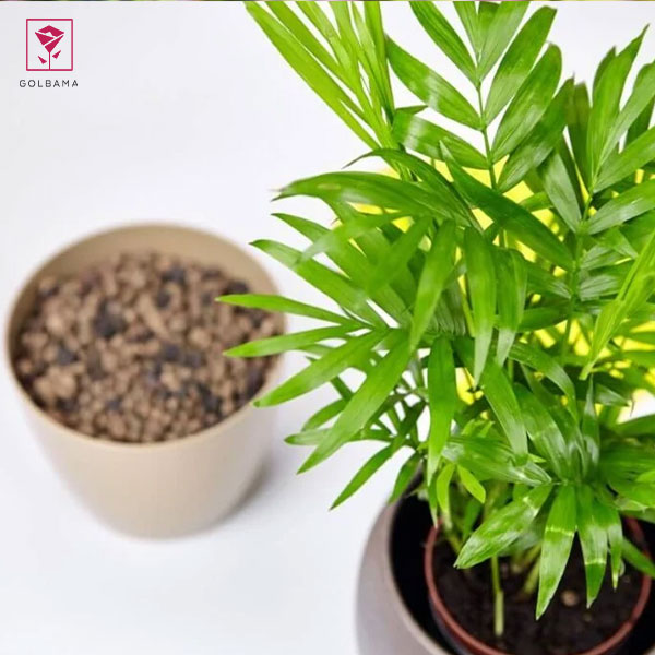 همه چیز درباره نخل شامادورا: 7. تعویض گلدان گیاه نخل شامادورا