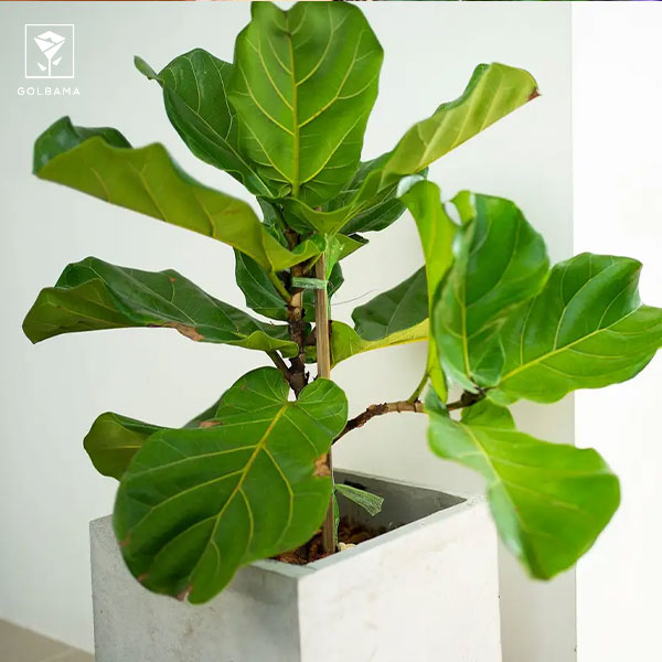 هرس انجیر برگ ریز