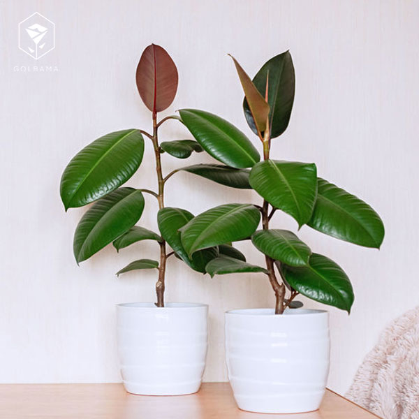 هرس گیاه فیکوس الاستیکا