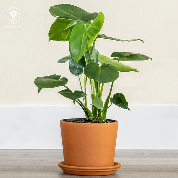 هرس برگ انجیری چگونه است