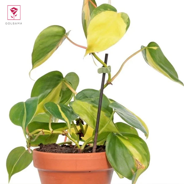 هرس کردن گیاه فیلودندرون