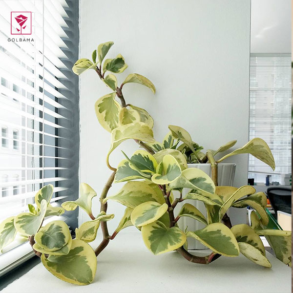 هرس کردن گیاه پپرومیا