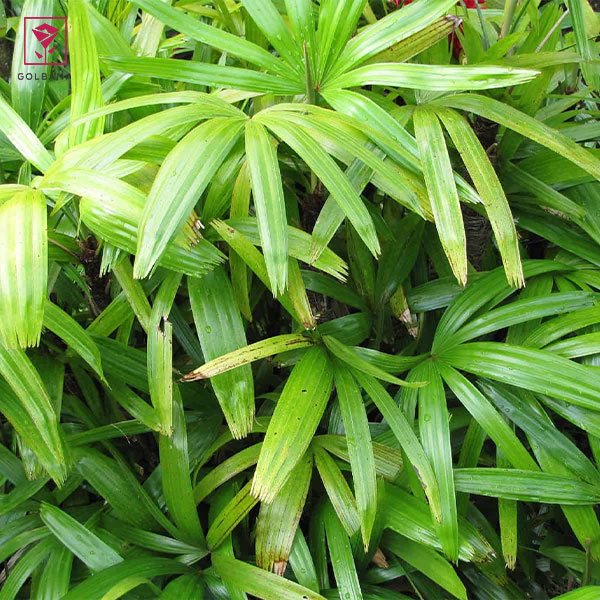 هرس نخل راپیس