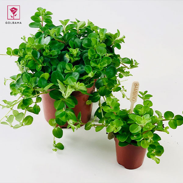 جید دنباله‌دار (Trailing Jade)