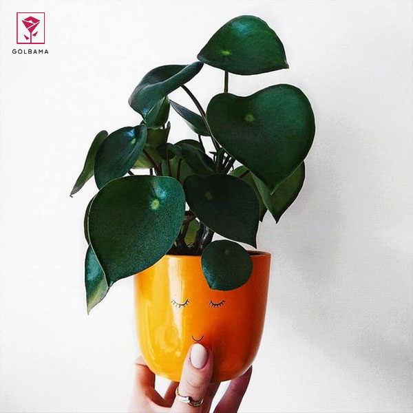 جید پپرومیا (Jayde Peperomia)