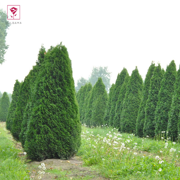 کاجِ تویا (Thuja occidentalis)