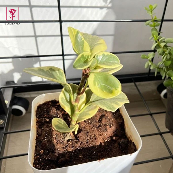 شرایط نگهداری از گیاه پِپرومیا: 4.  خاک مناسب گیاهان پپرومیا