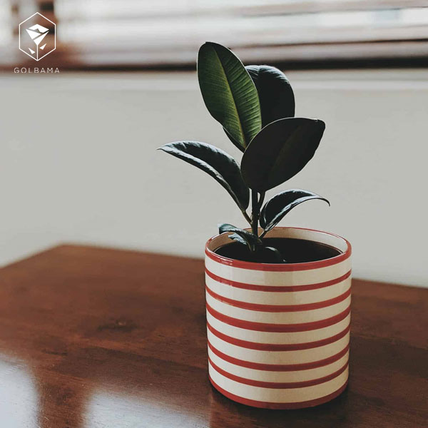 خاک مورد نیاز گل الاستیکا