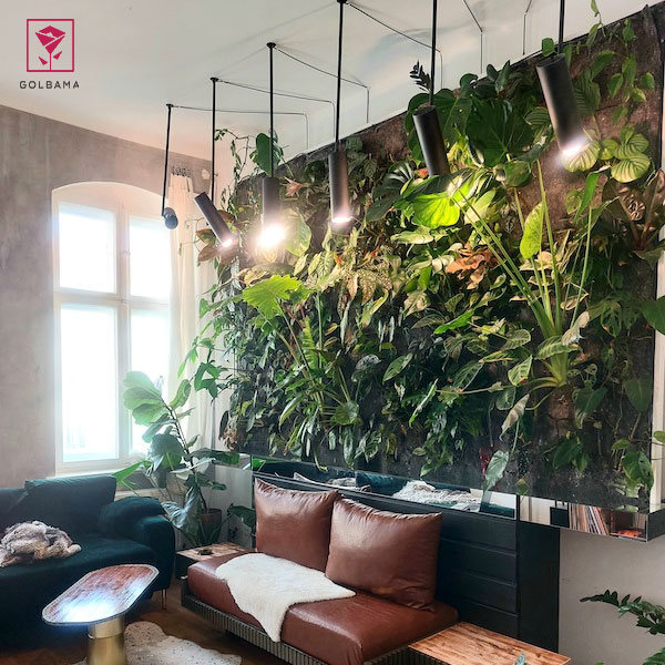 خرید درختچه آپارتمانی