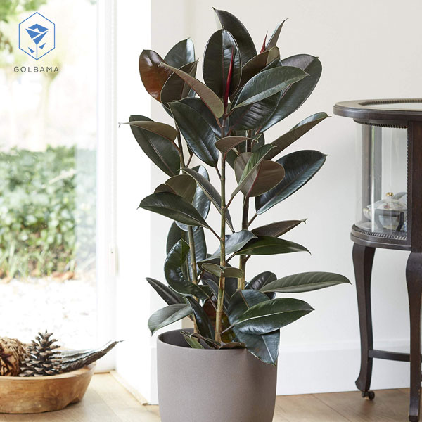 خرید الاستیکا