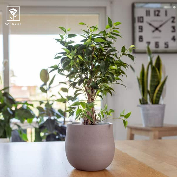 خرید گیاه فیکوس بنجامین