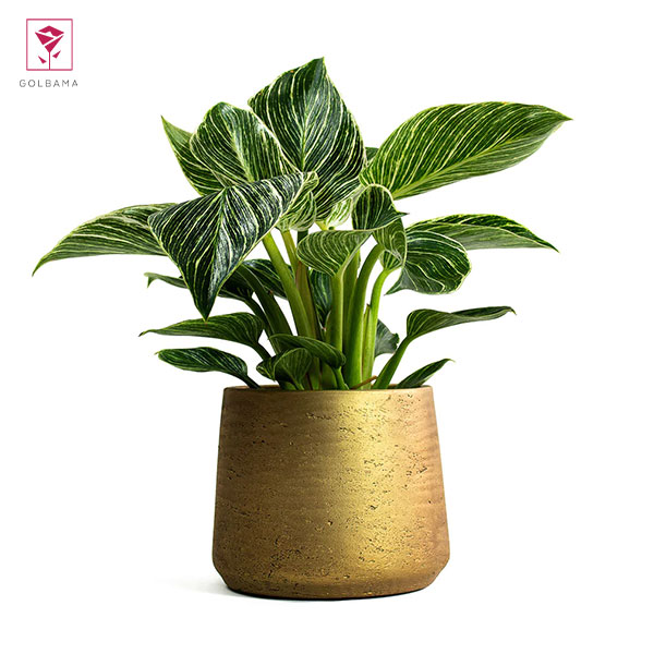 خرید گیاه فیلودندرون