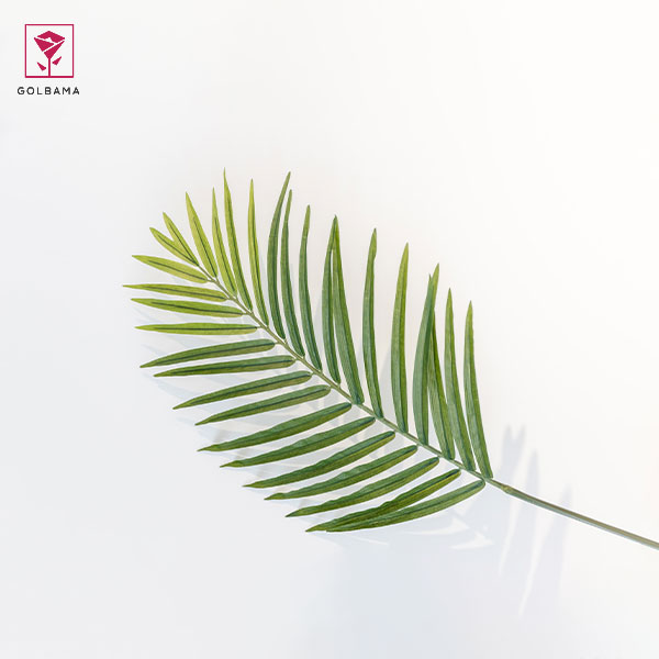 خرید گیاه سرخس