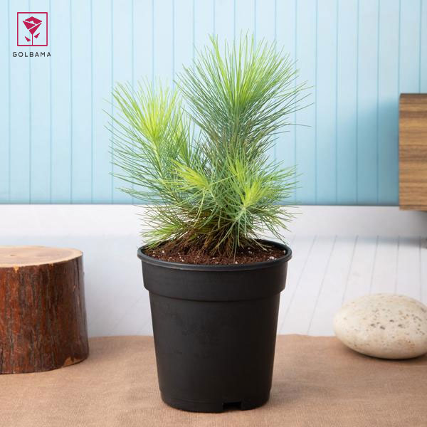 خرید کاج مطبق