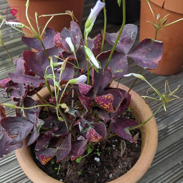 کنه عنکبوتی