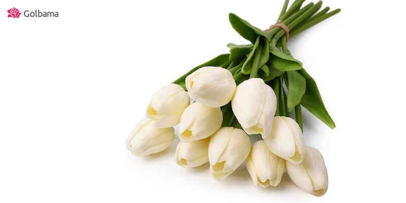 خرید گل لاله برای گل هدیه ولنتاین