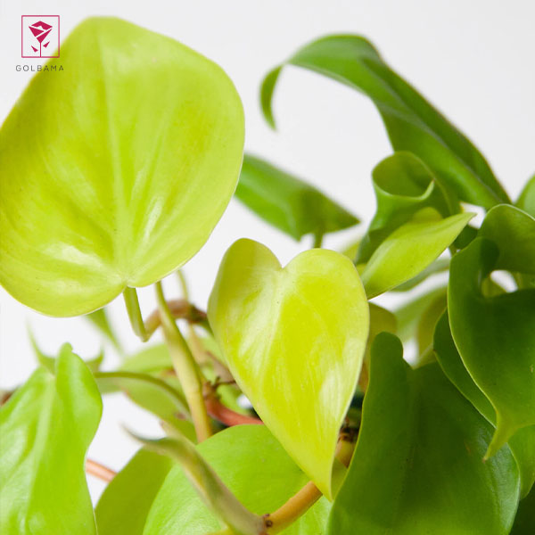 علت ایجاد لکه‌های زرد روی برگ‌ها