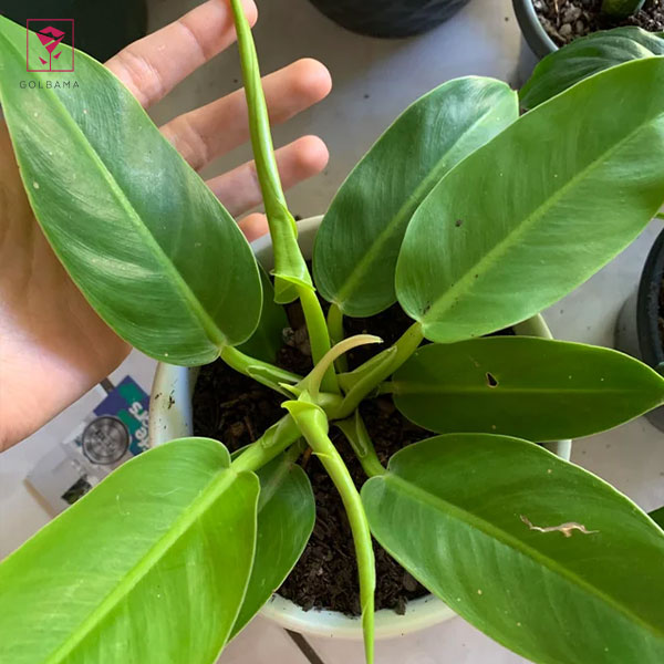 علت باز نشدن برگ فیلودندرون