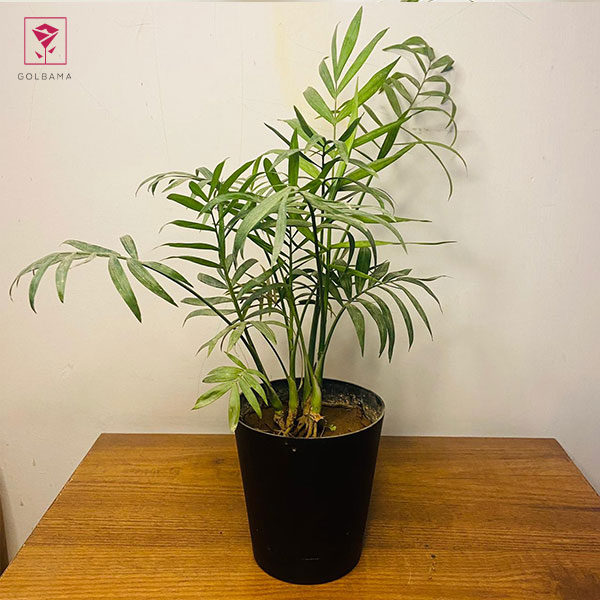 علت خشک شدن برگهای گیاه شامادورا