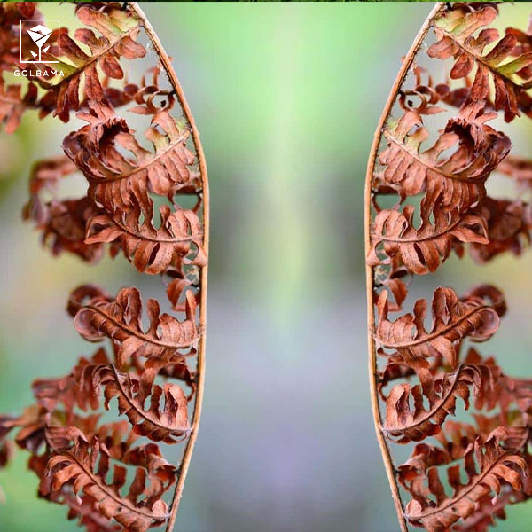 علت خشک شدن سرخس