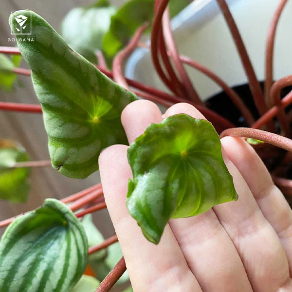 علت پیچ خوردن و چروک شدن برگ‌های پپرومیا