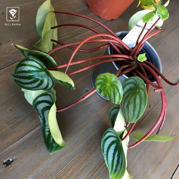 علت پژمرده شدن گل قاشقی