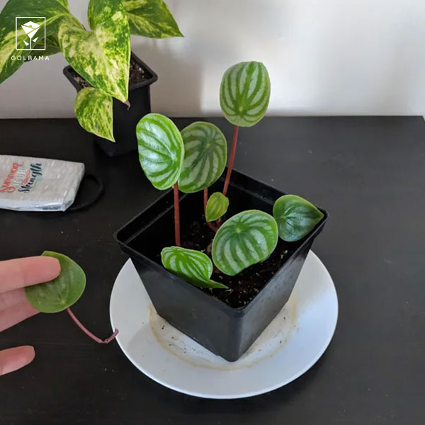 علت ریزش برگ‌های گیاه پپرومیا