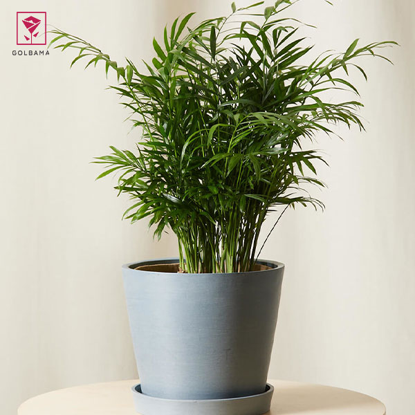 علت توقف رشد نخل شامادورا