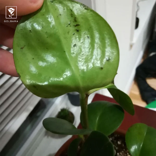 علت وجود لکه‌های سیاه روی برگ‌های پِپرومیا