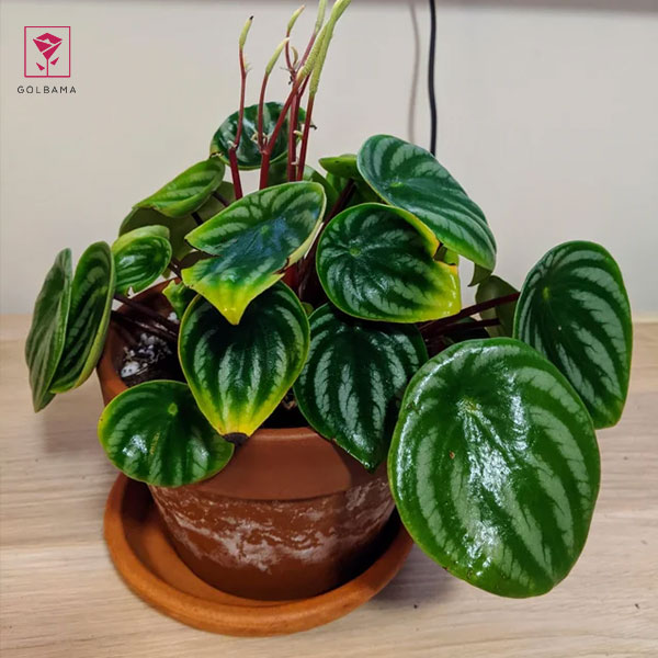 علت زرد شدن برگ‌های پِپرومیا