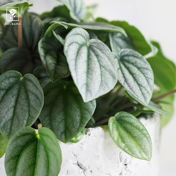 مهار شپشک آردآلود گیاه پپرومیا