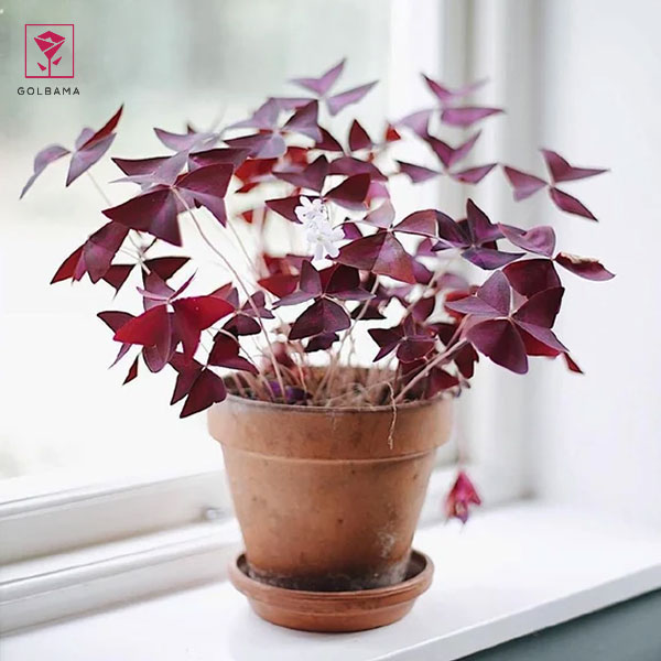 مراقبت از اگزالیس در زمستان