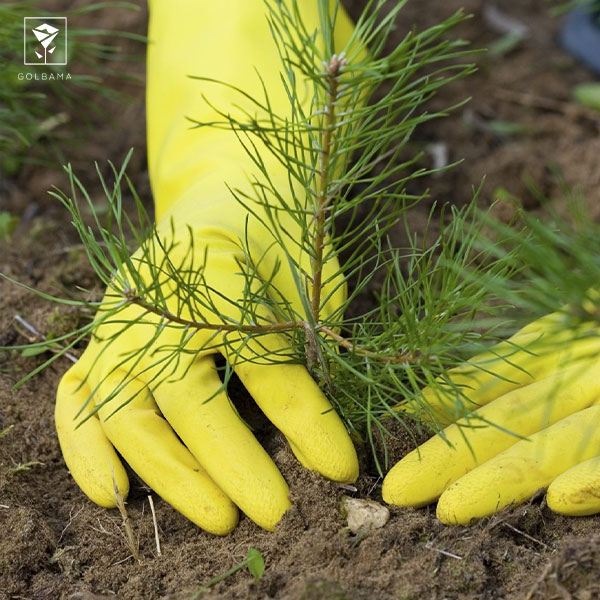 مراقبت از گیاه کاج مطبق: 2. خاک