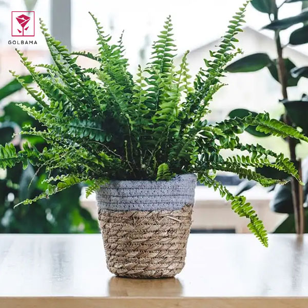 مراقبت از گیاه سرخس: 3. آبیاری و تامین رطوبت کافی