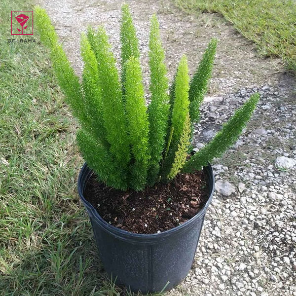 مراقبت از سرخس دم روباهی