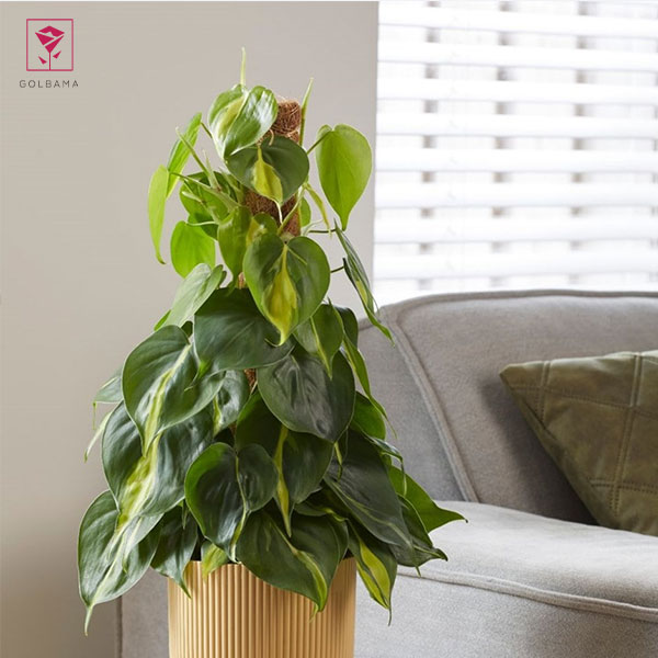 معرفی گیاه فیلودندرون