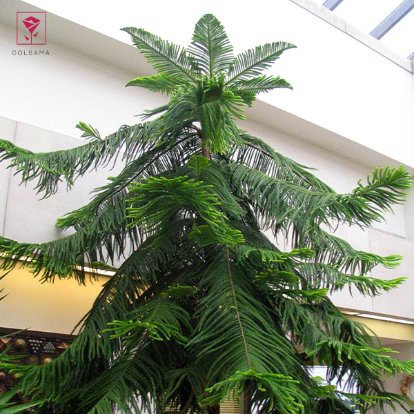 معرفی گیاه کاج مطبق آپارتمانی