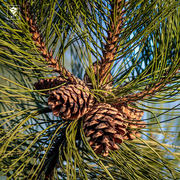 معرفی کاجِ مطبق